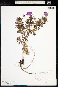 Geranium sanguineum image