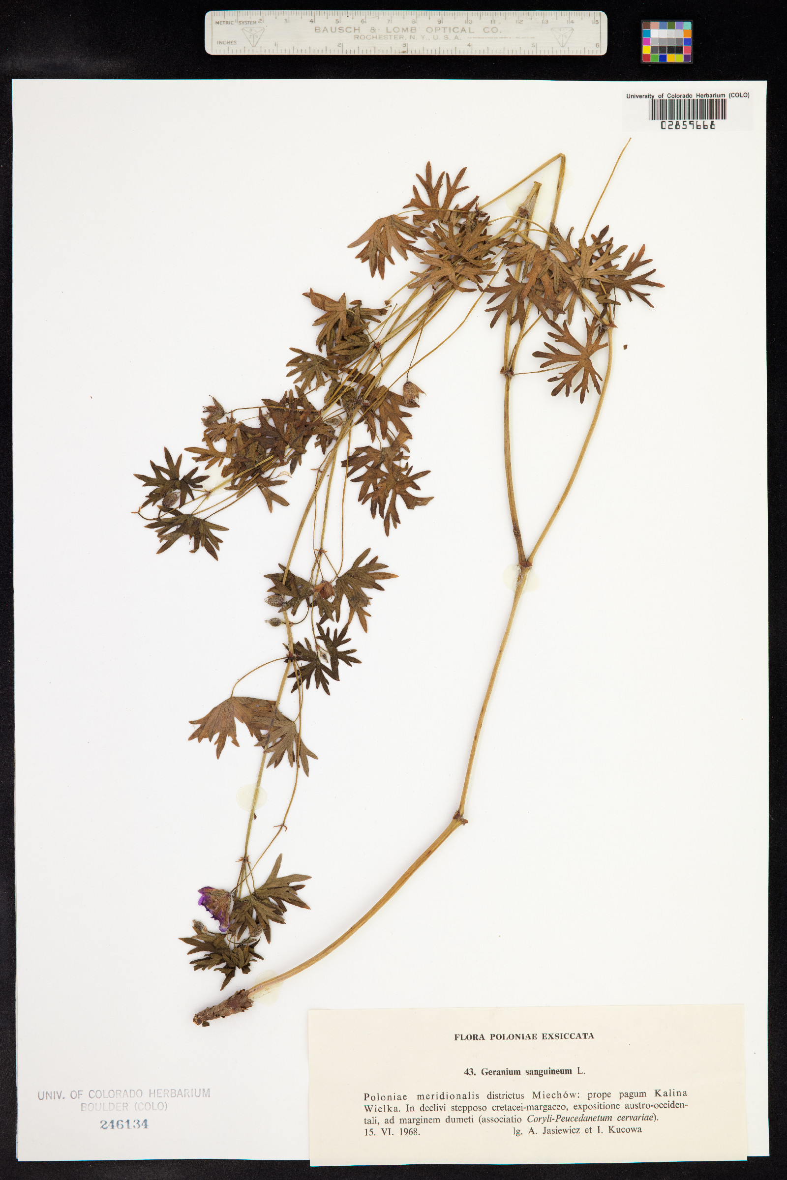 Geranium sanguineum image