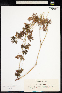 Geranium sanguineum image