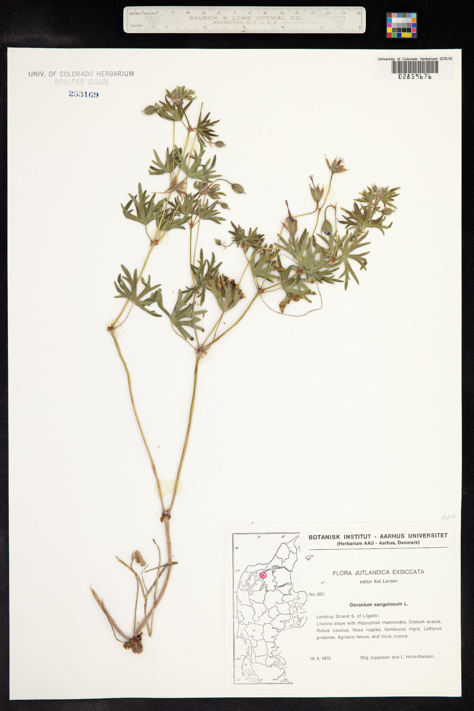 Geranium sanguineum image
