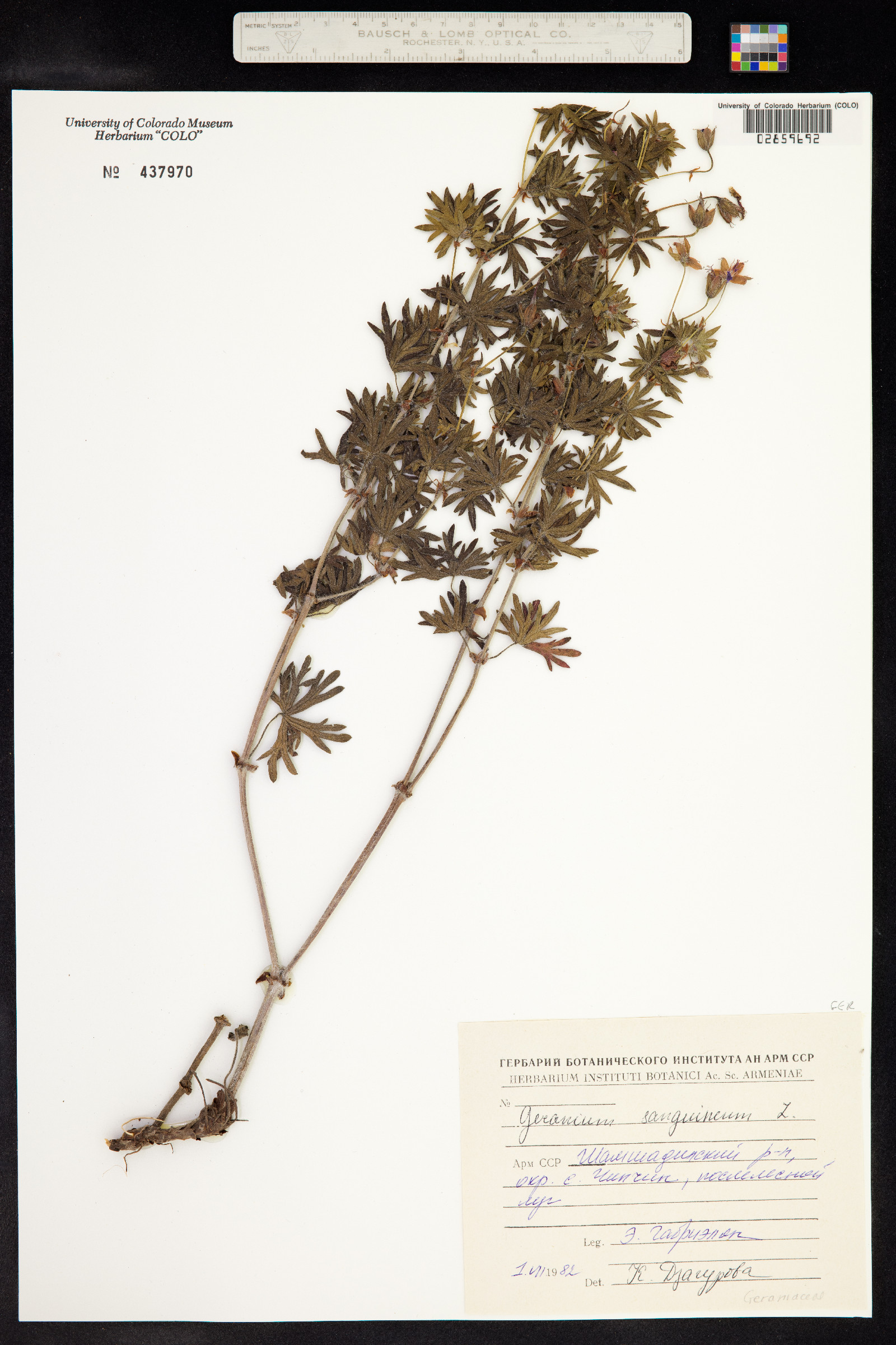 Geranium sanguineum image