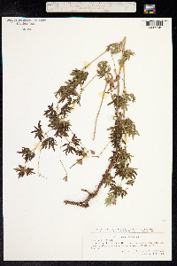 Geranium sanguineum image