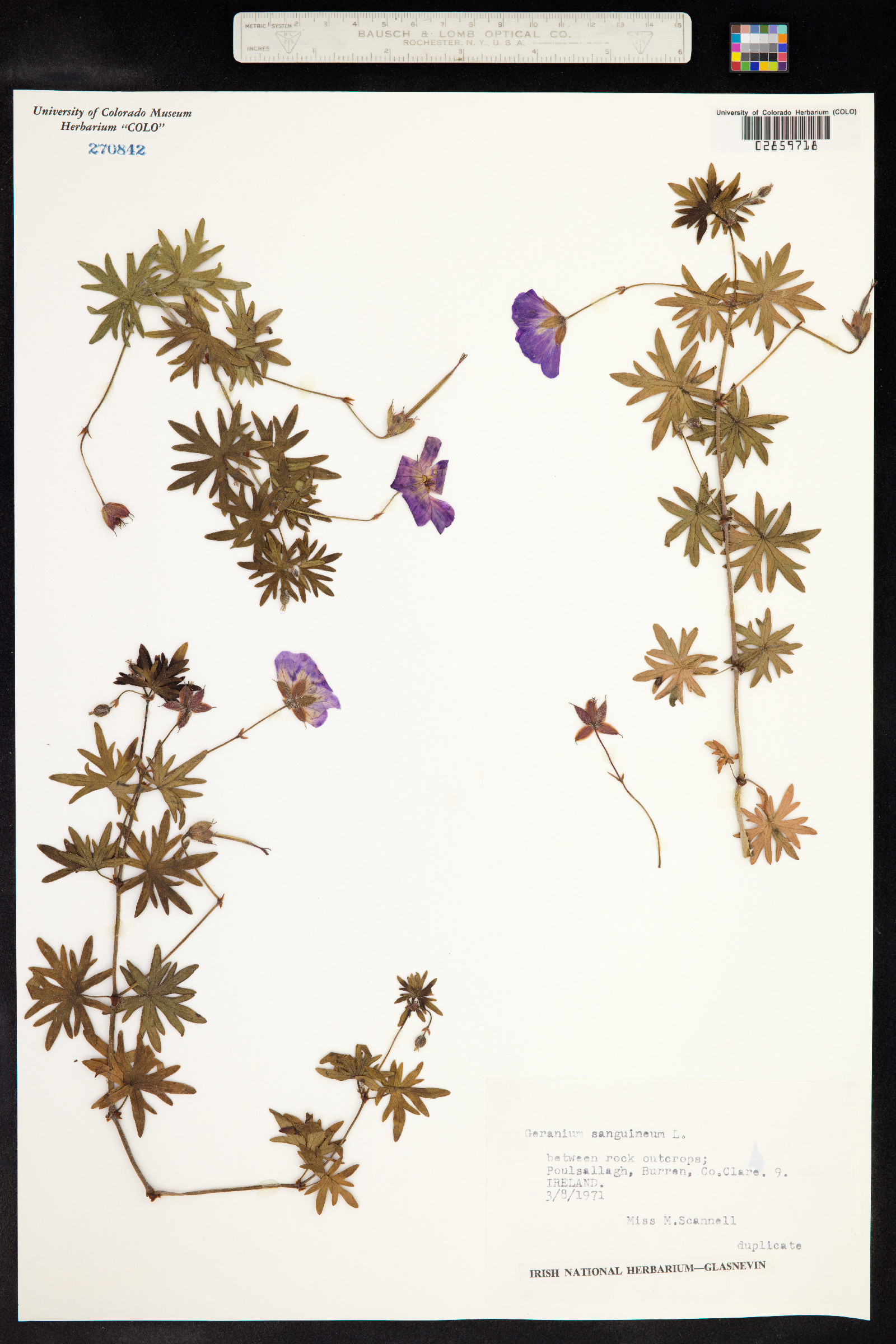 Geranium sanguineum image