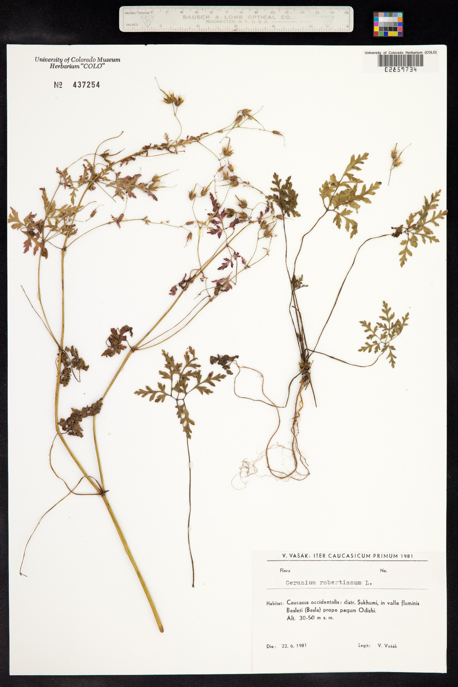 Geranium robertianum image