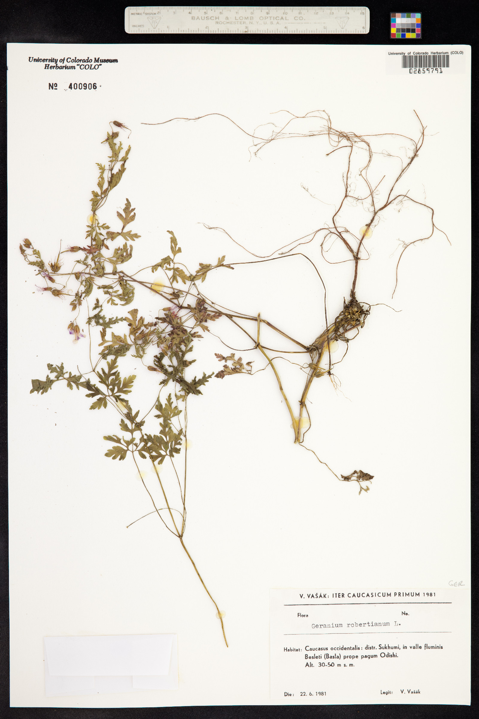 Geranium robertianum image