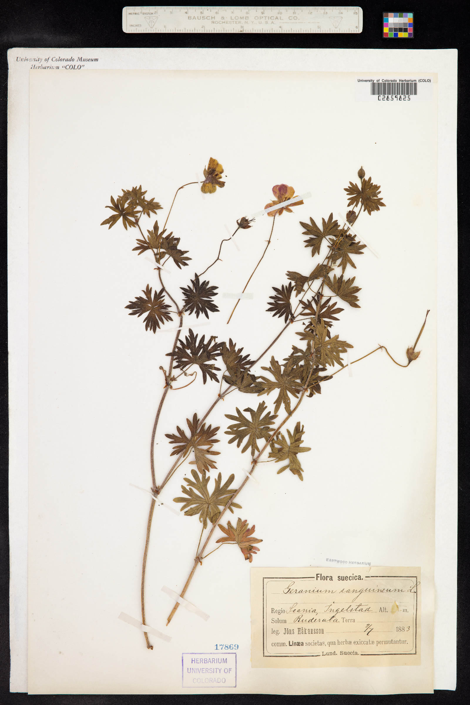 Geranium sanguineum image