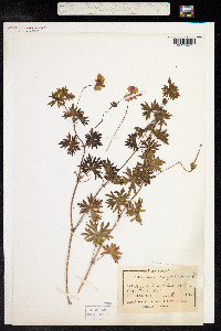 Geranium sanguineum image