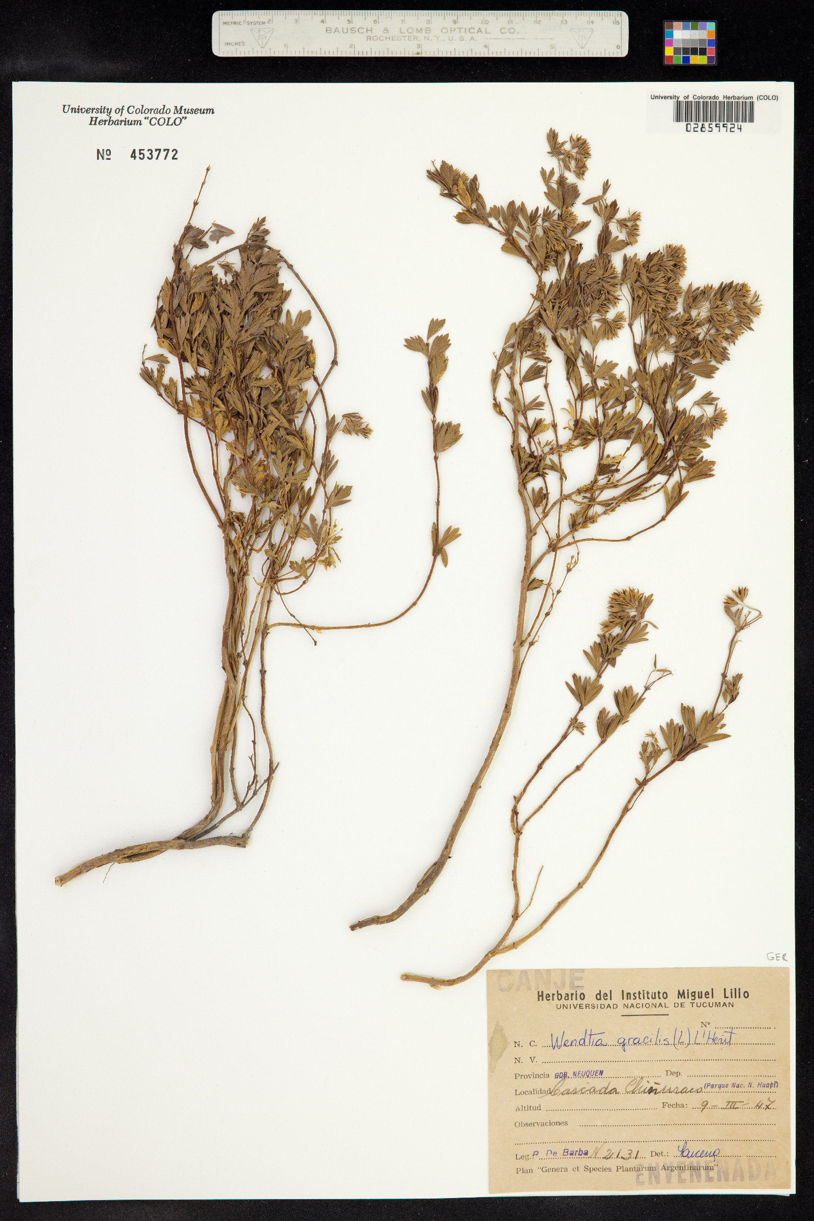 Vivianiaceae image
