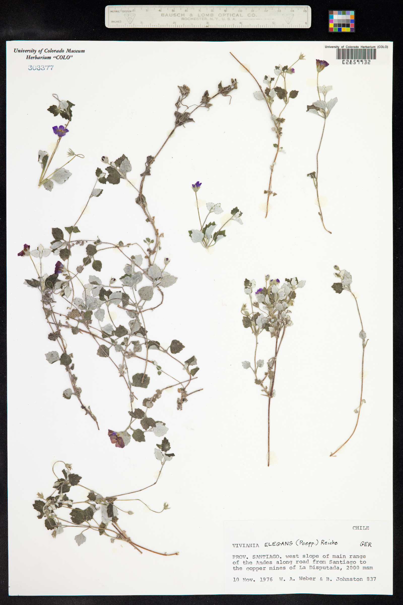 Viviania elegans image