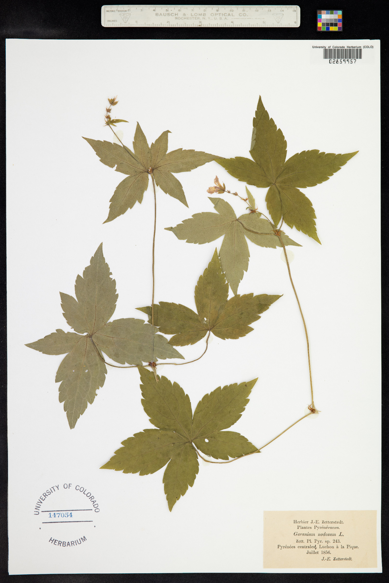 Geranium nodosum image