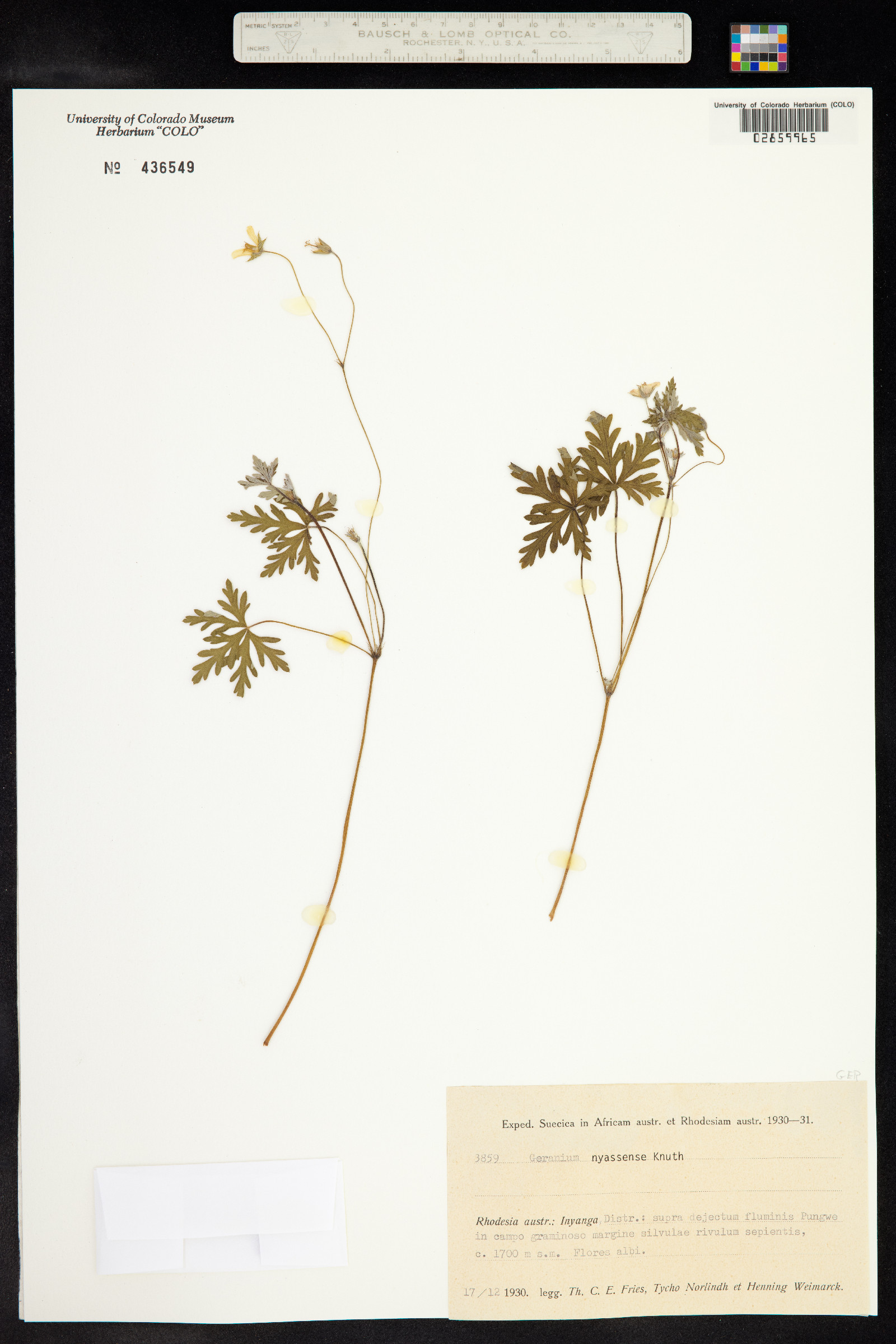 Geranium nyassense image