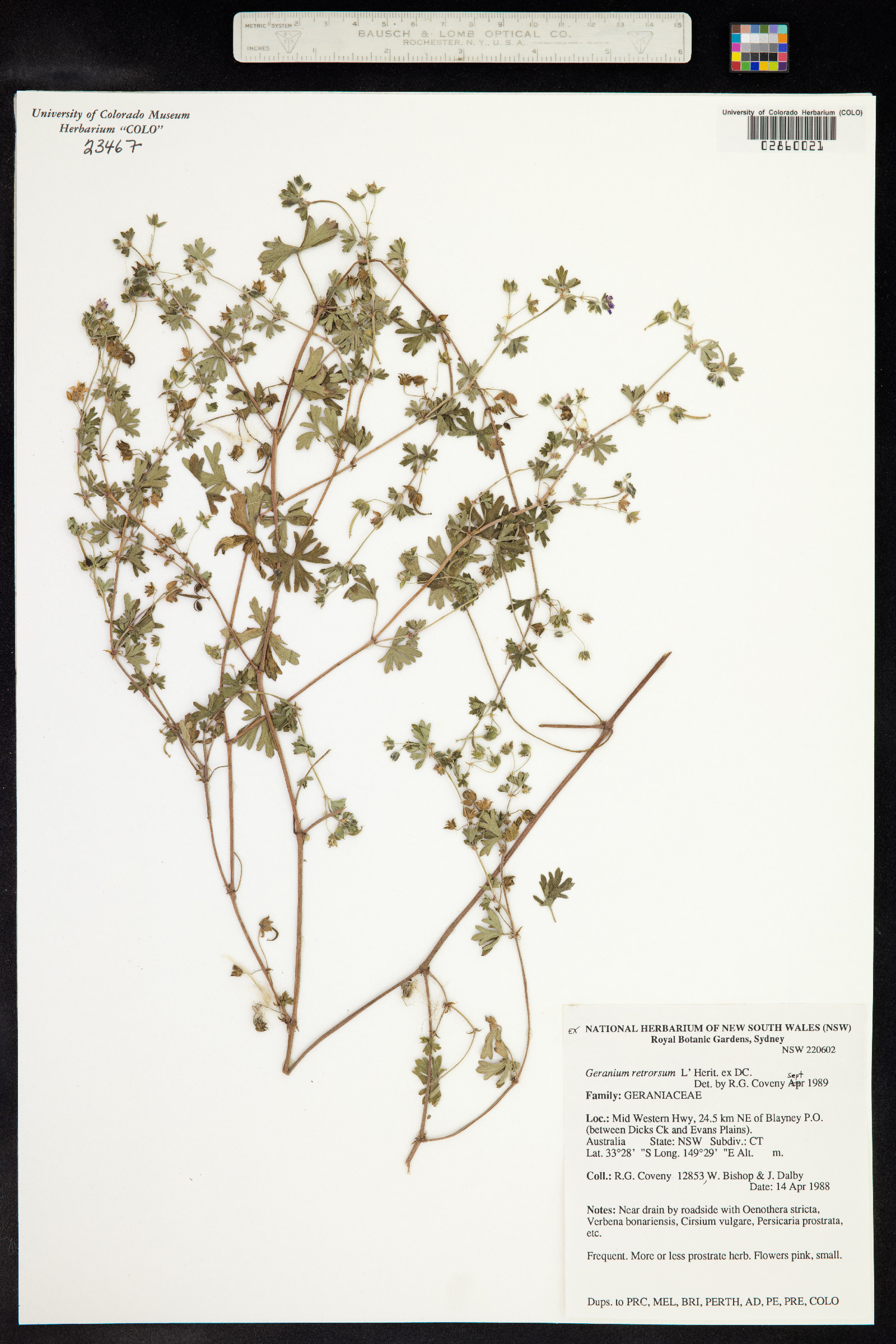 Geranium retrorsum image