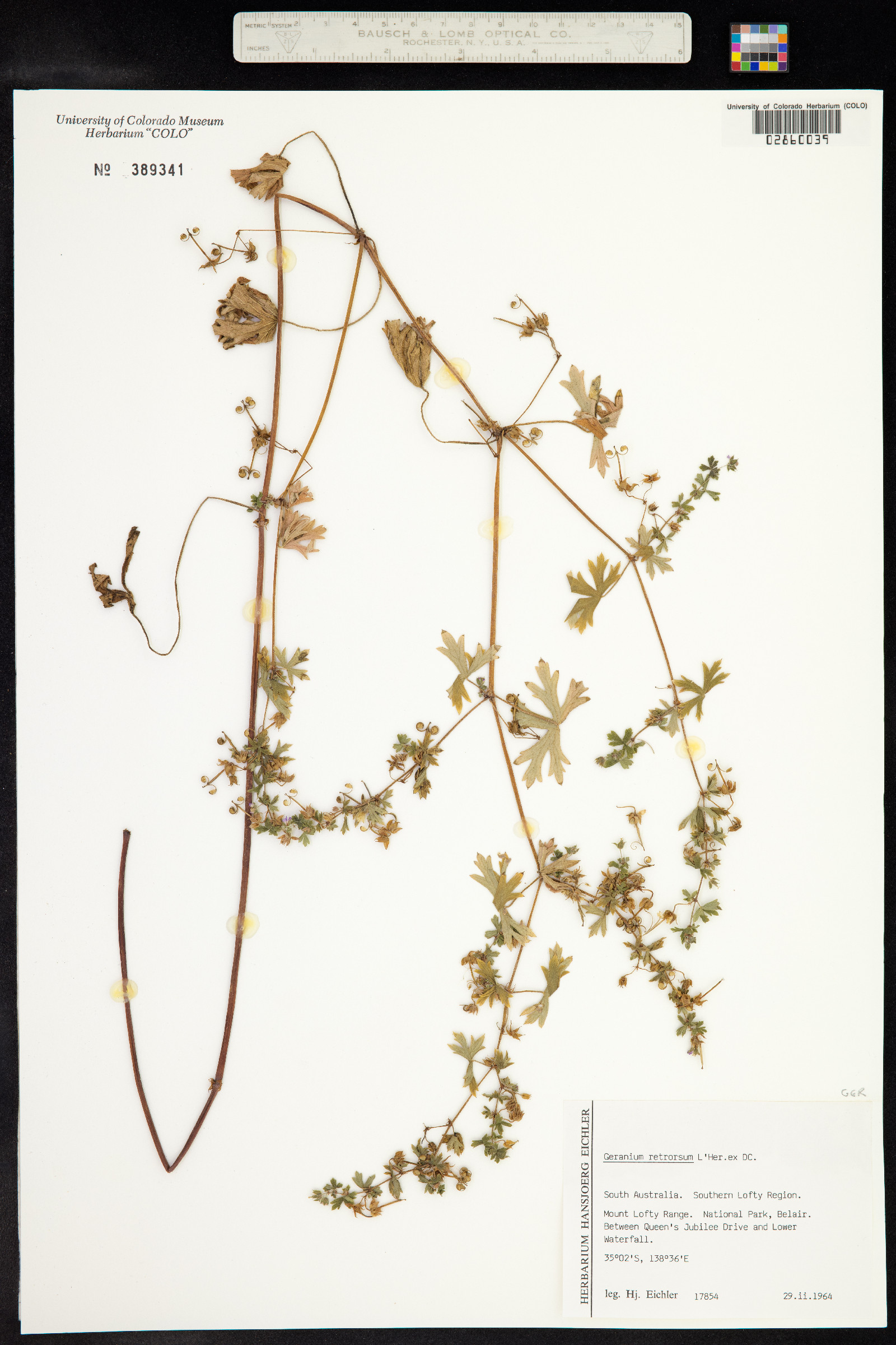 Geranium retrorsum image
