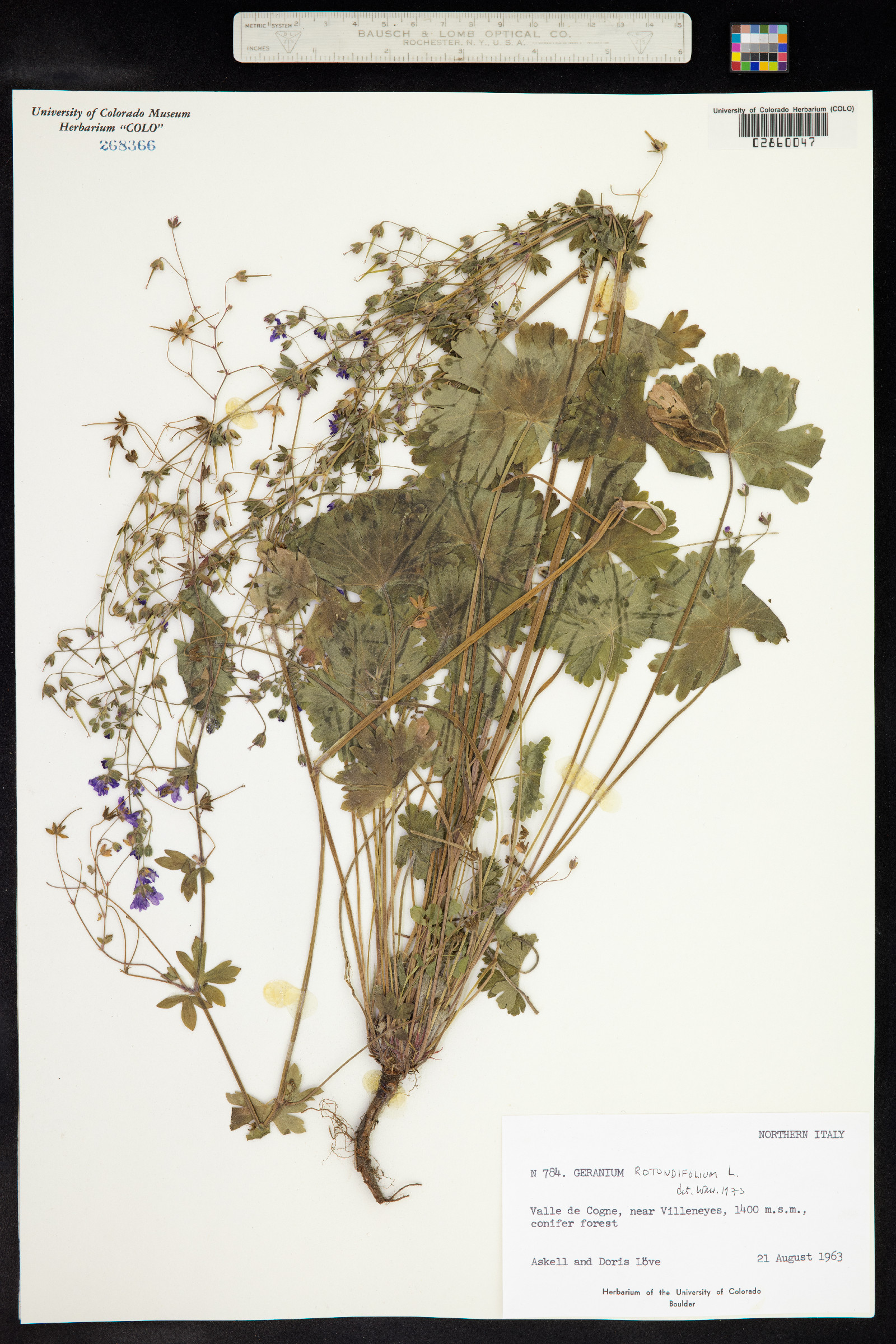 Geranium rotundifolium image
