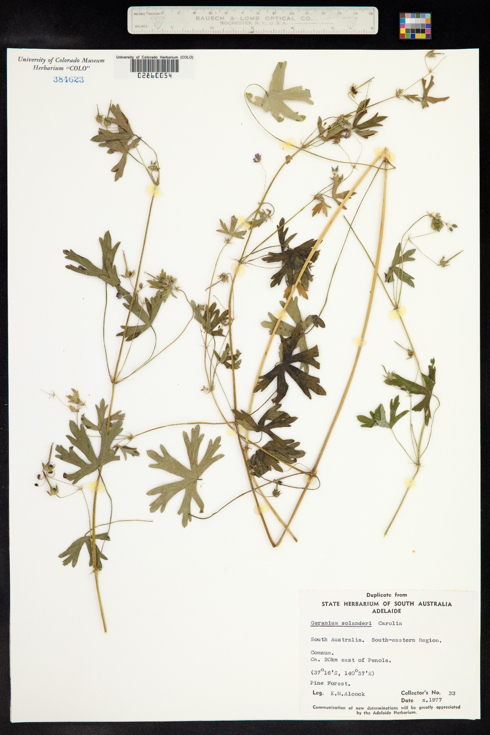 Geranium solanderi image