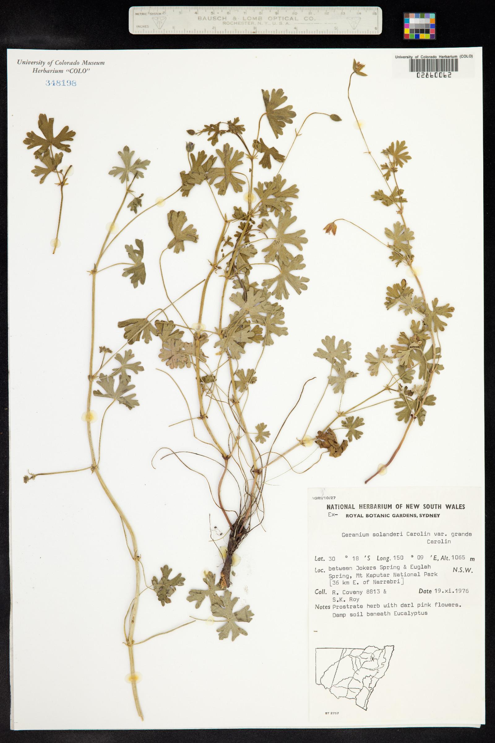 Geranium solanderi image
