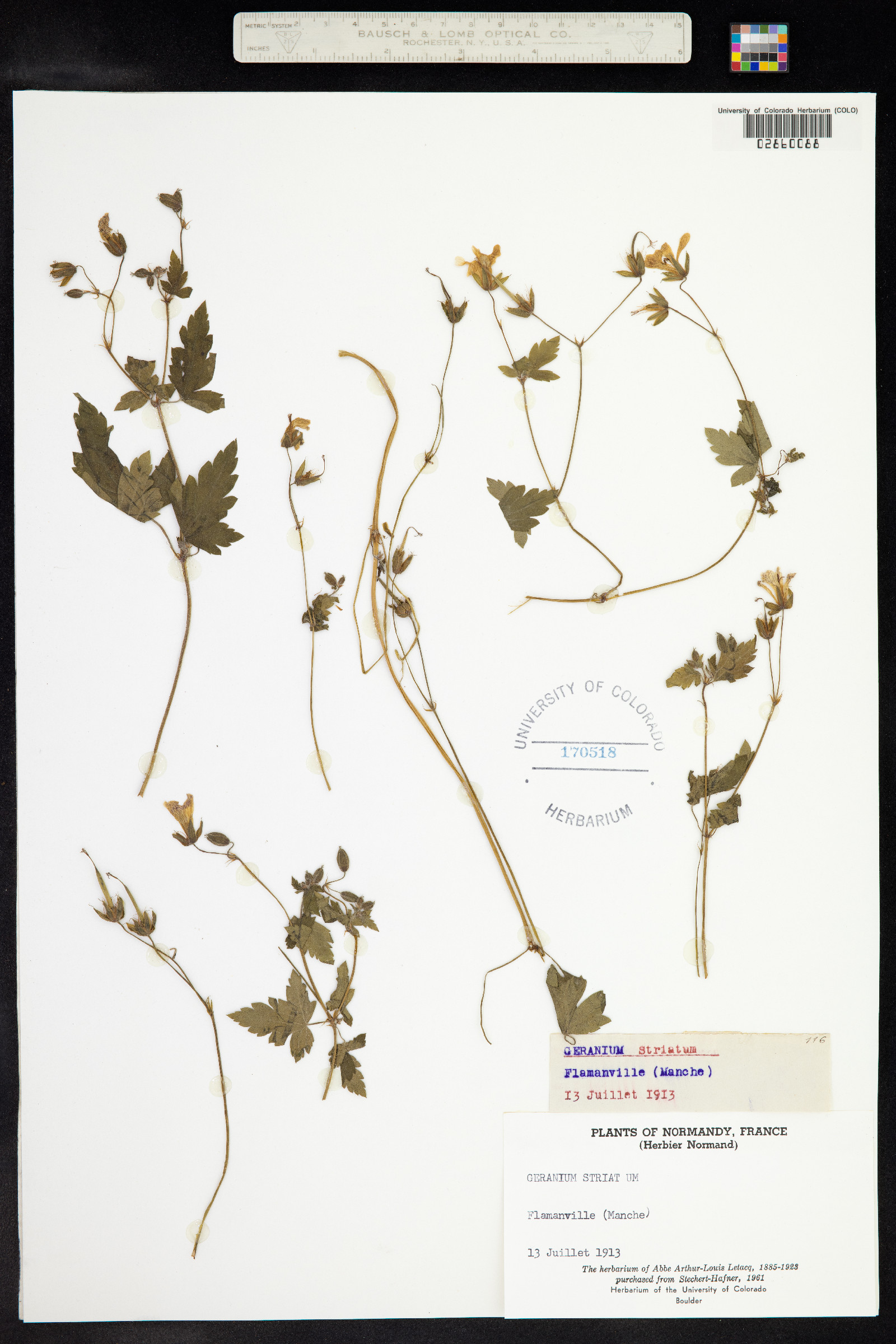 Geranium versicolor image