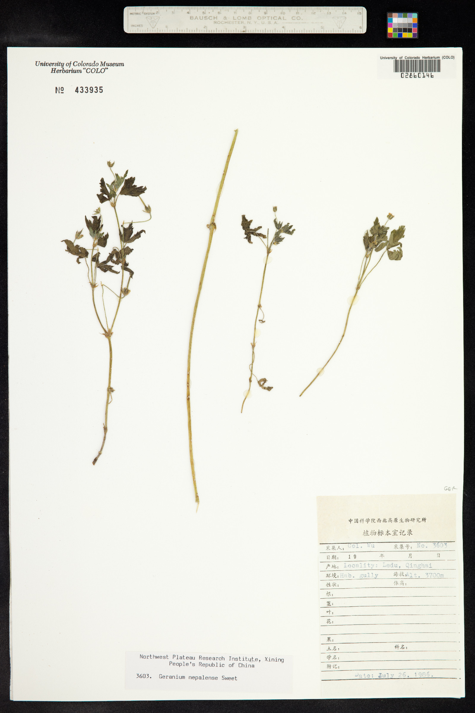 Geranium nepalense image