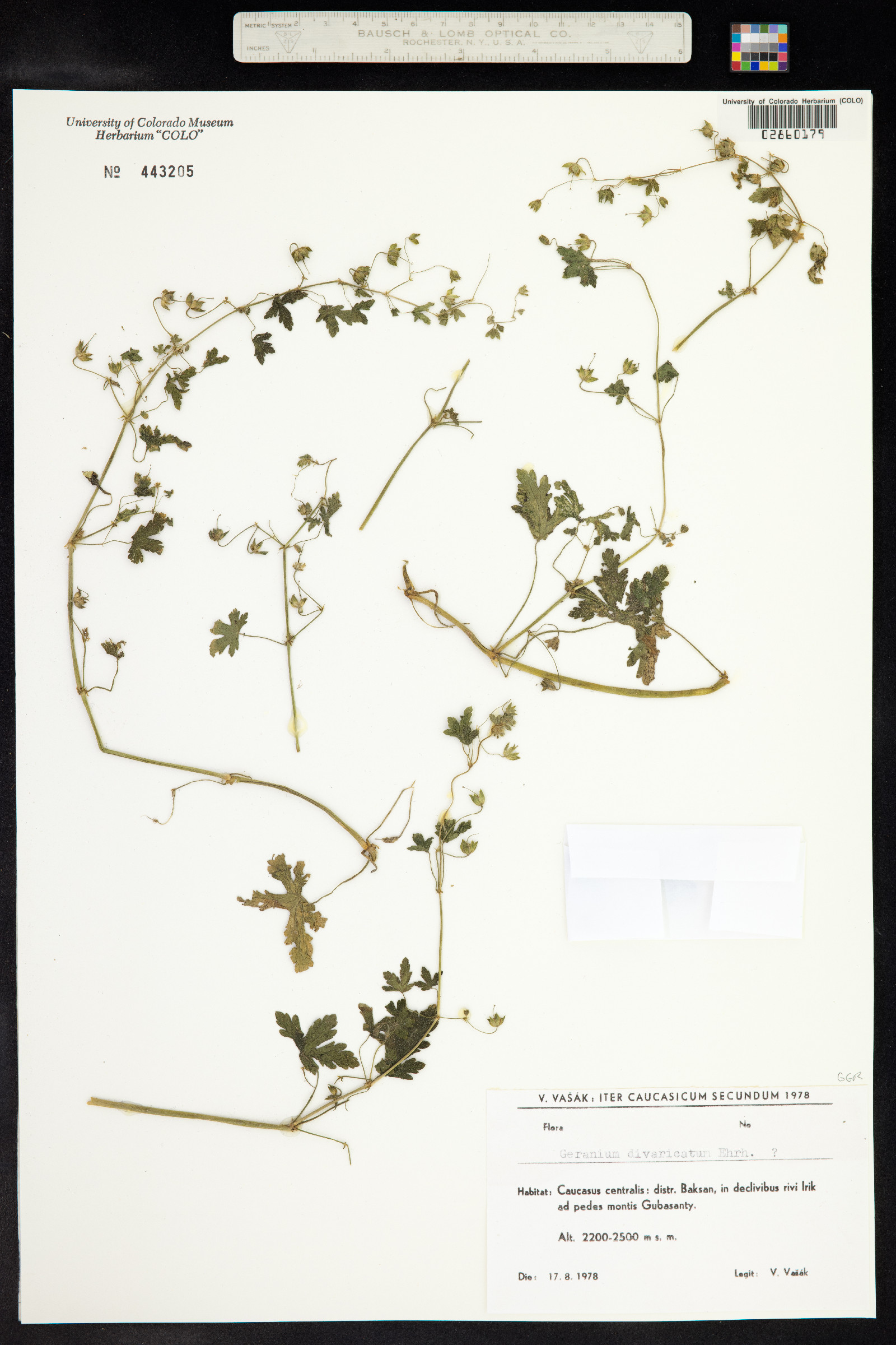 Geranium divaricatum image
