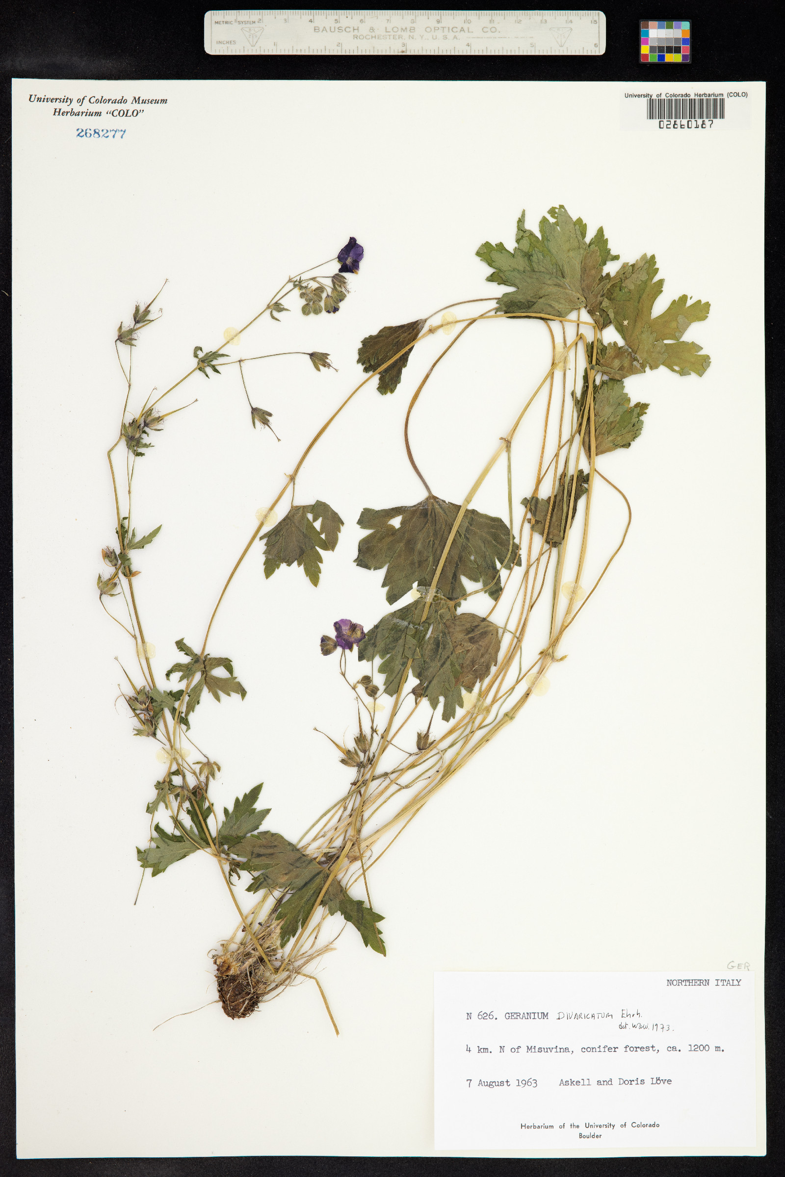 Geranium divaricatum image