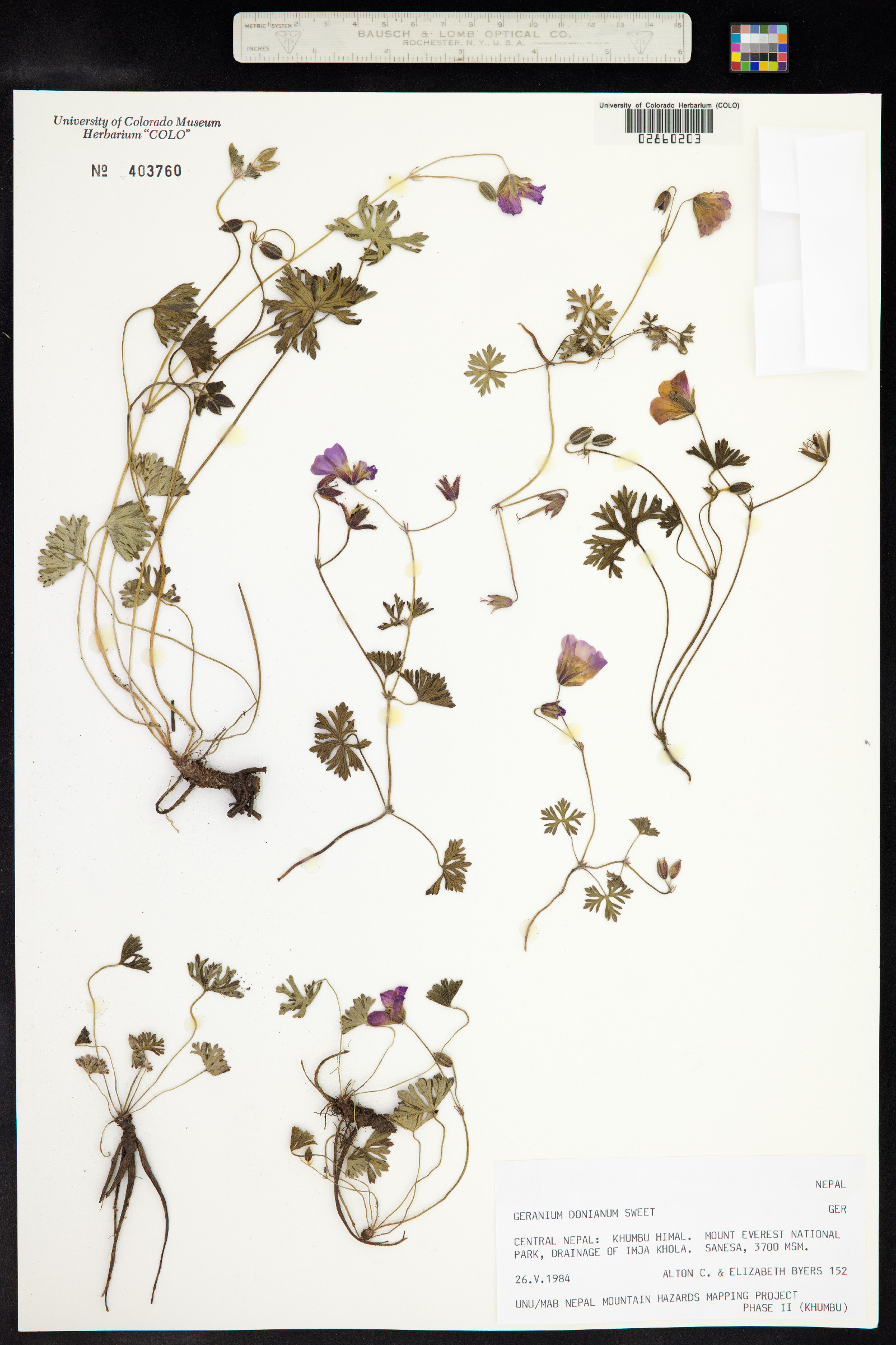 Geranium donianum image