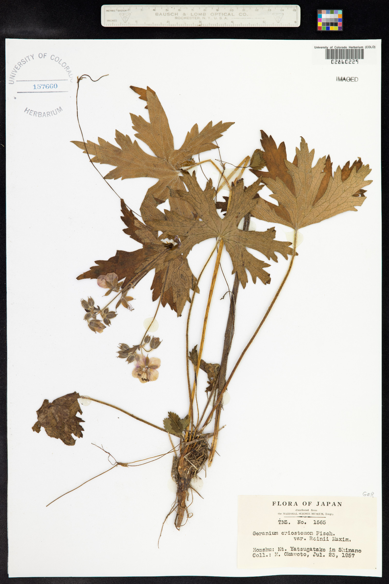 Geranium platyanthum image