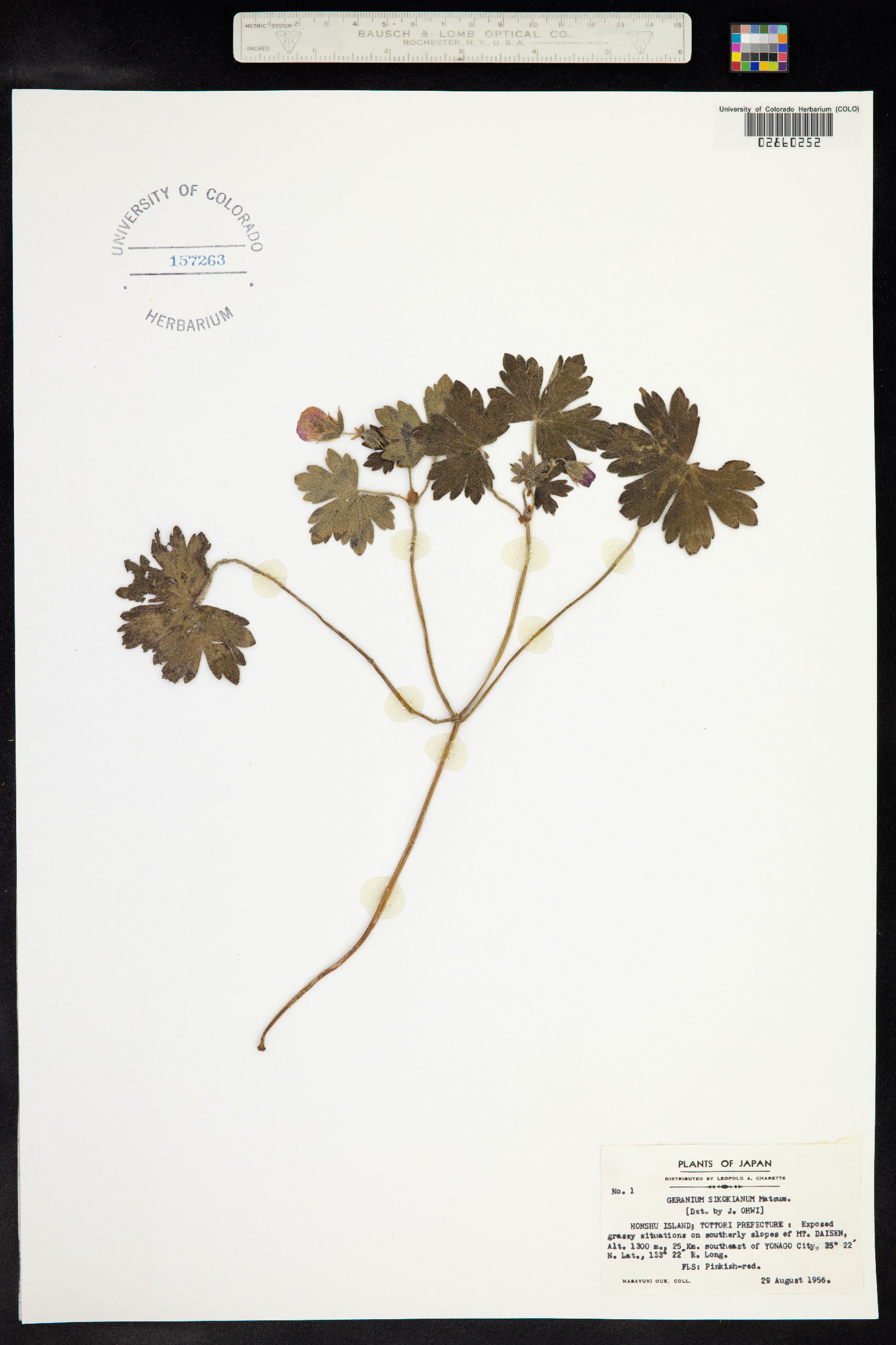 Geranium shikokianum image