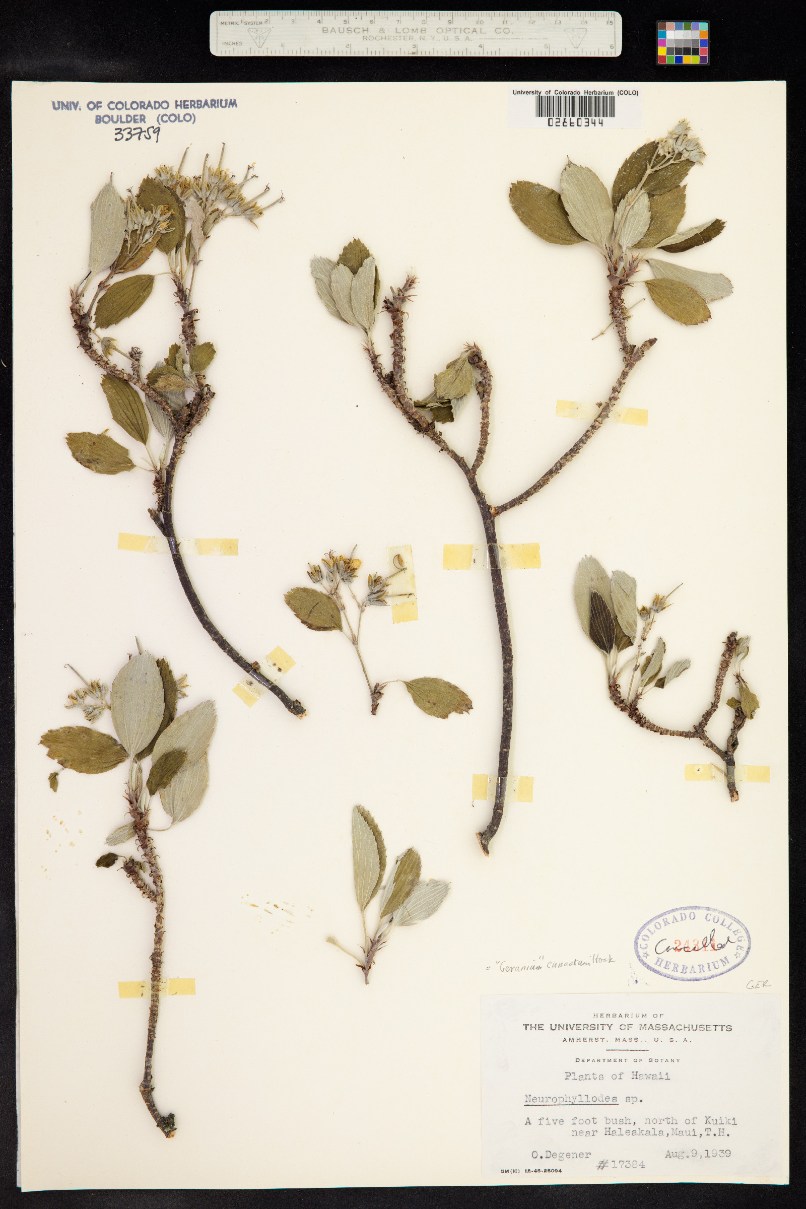 Geranium cuneatum image