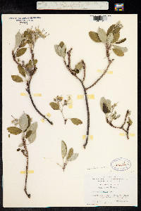 Image of Geranium cuneatum