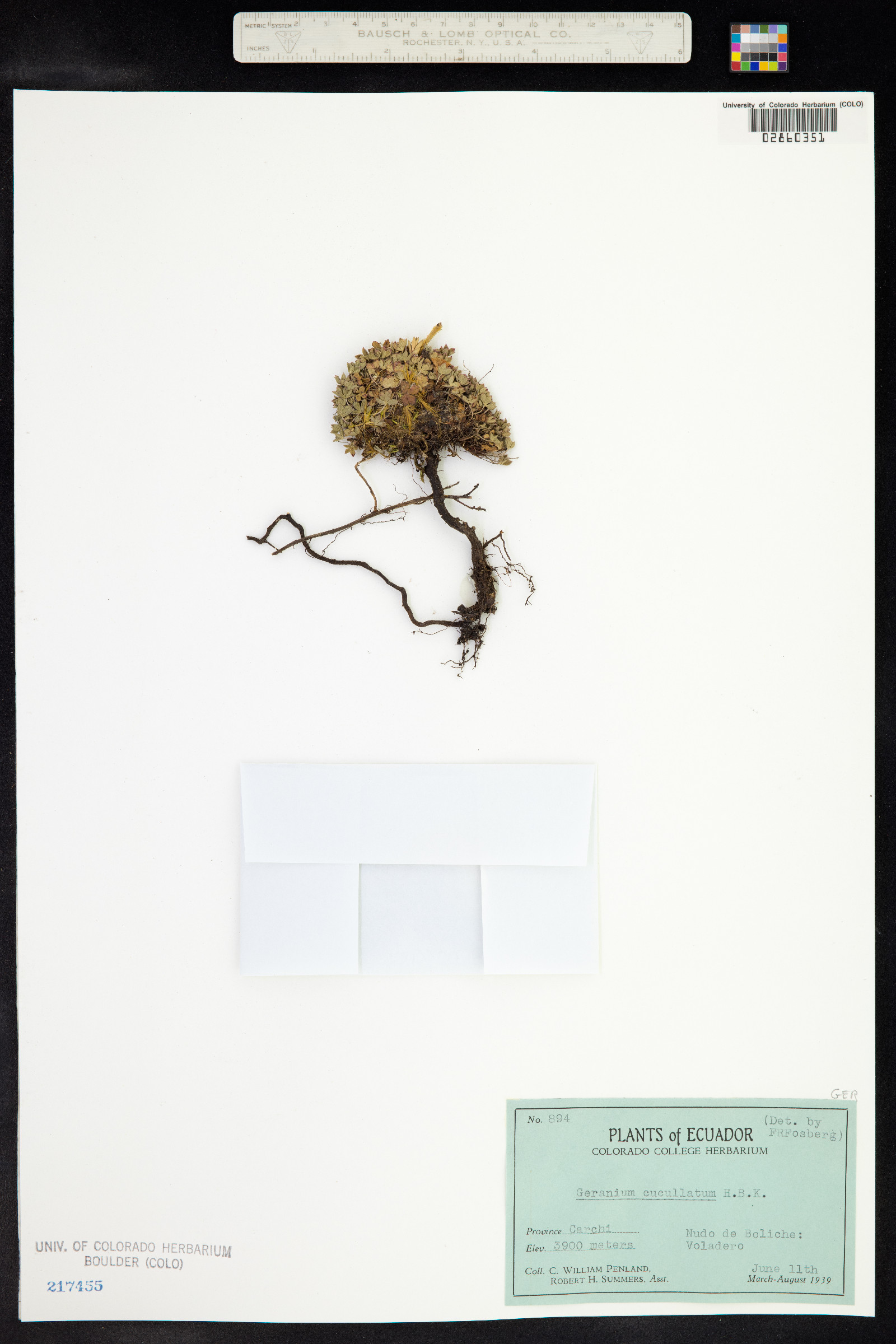 Geranium cucullatum image