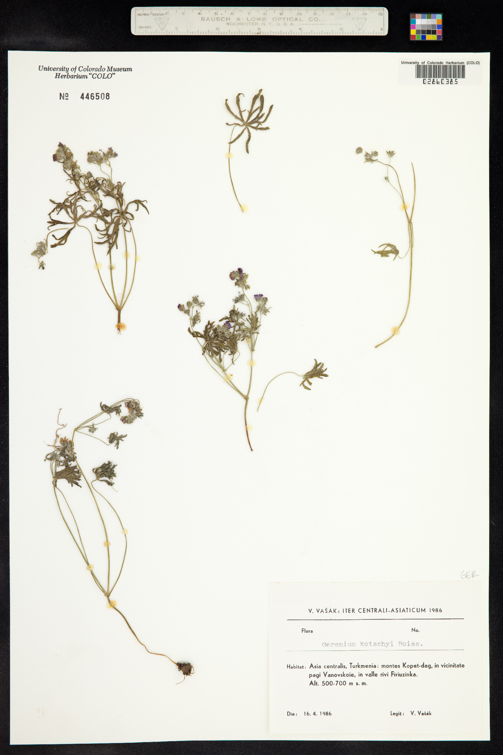 Geranium kotschyi image
