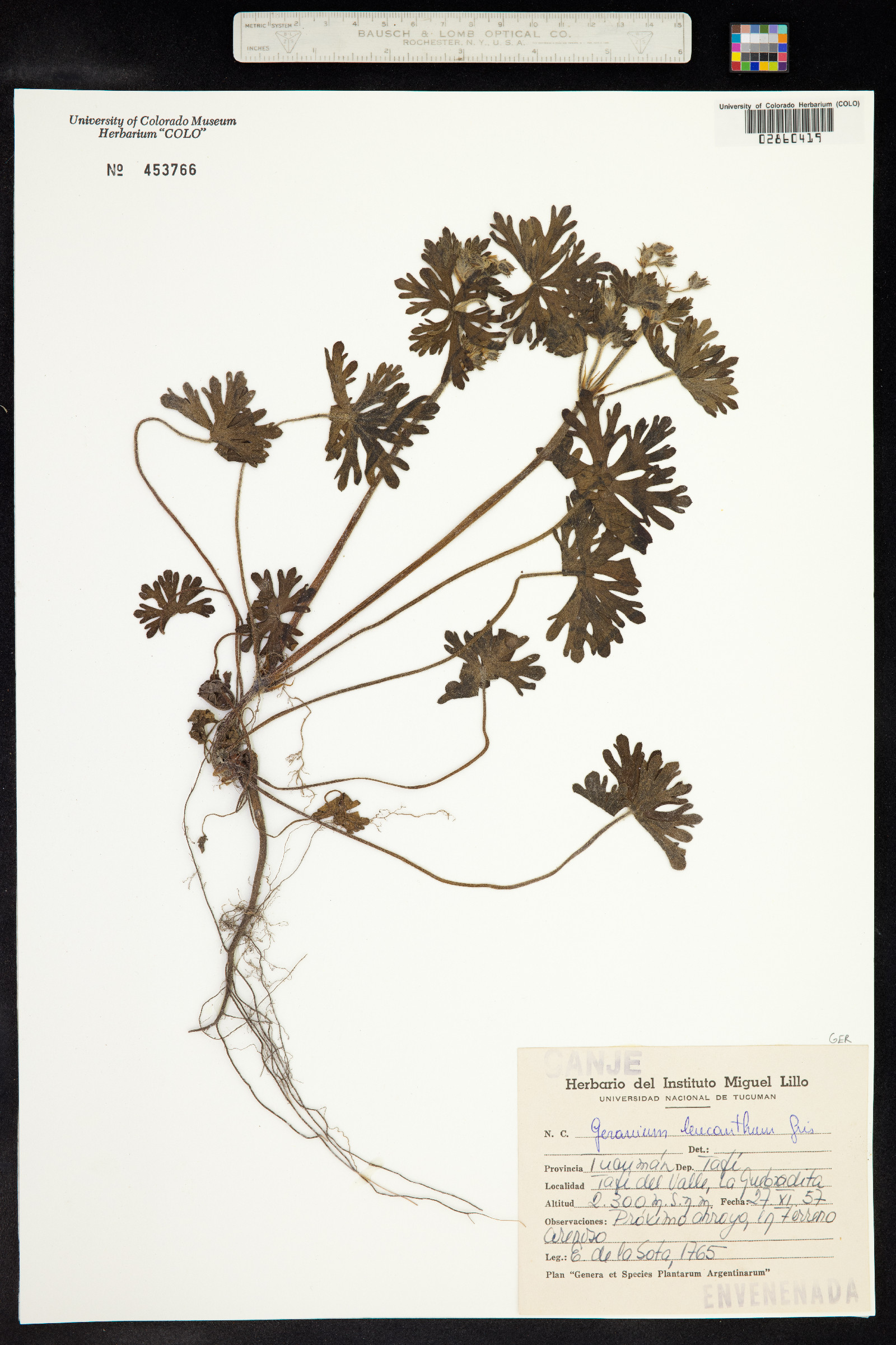 Geranium leucanthum image
