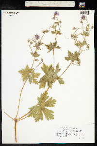 Media resource of Geranium aristatum