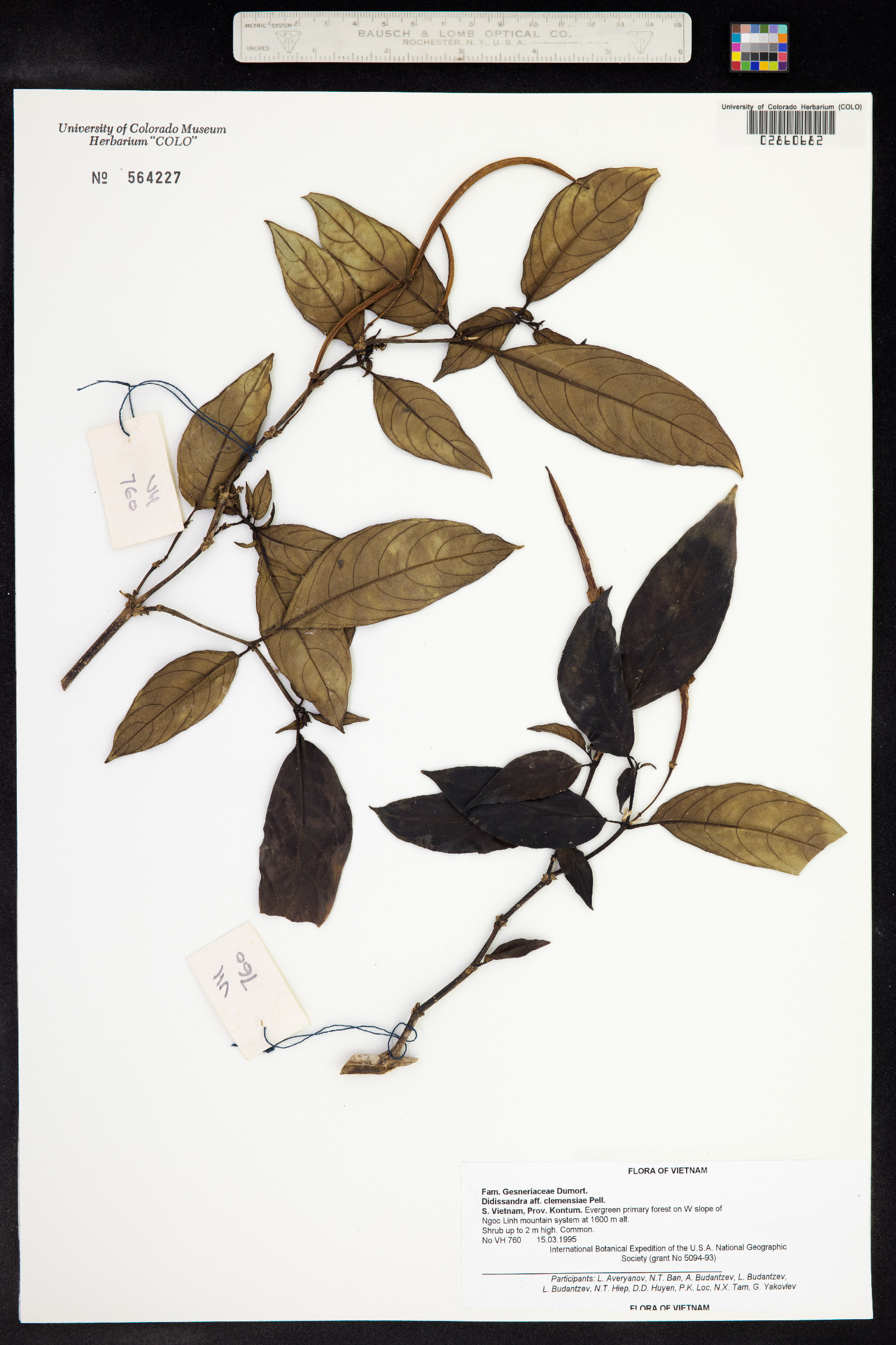 Raphiocarpus clemensiae image