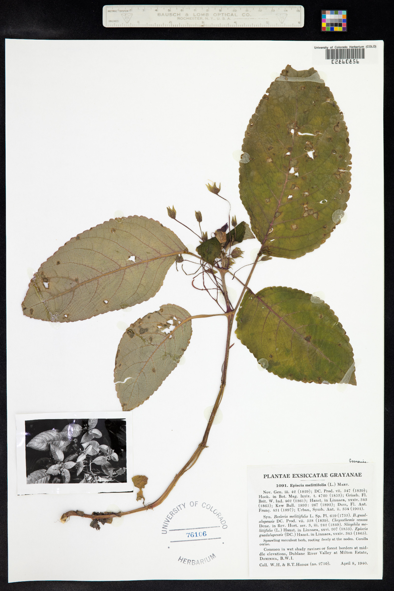 Nautilocalyx melittifolius image