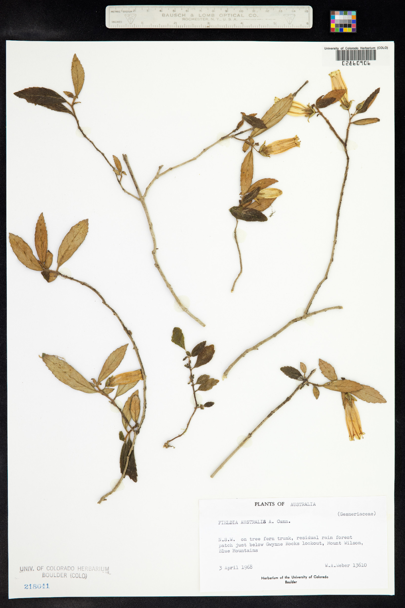 Fieldia australis image
