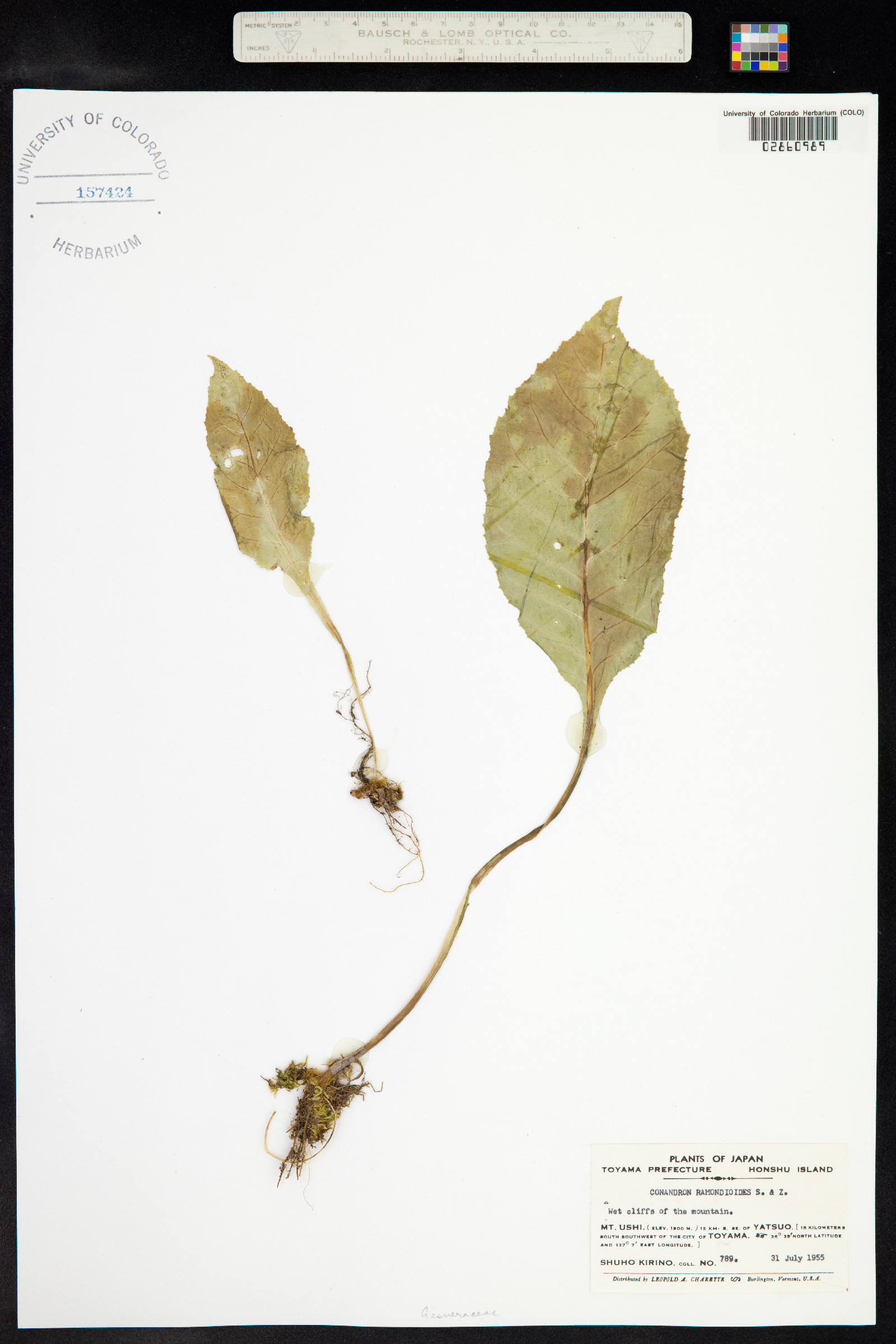 Conandron ramondioides image