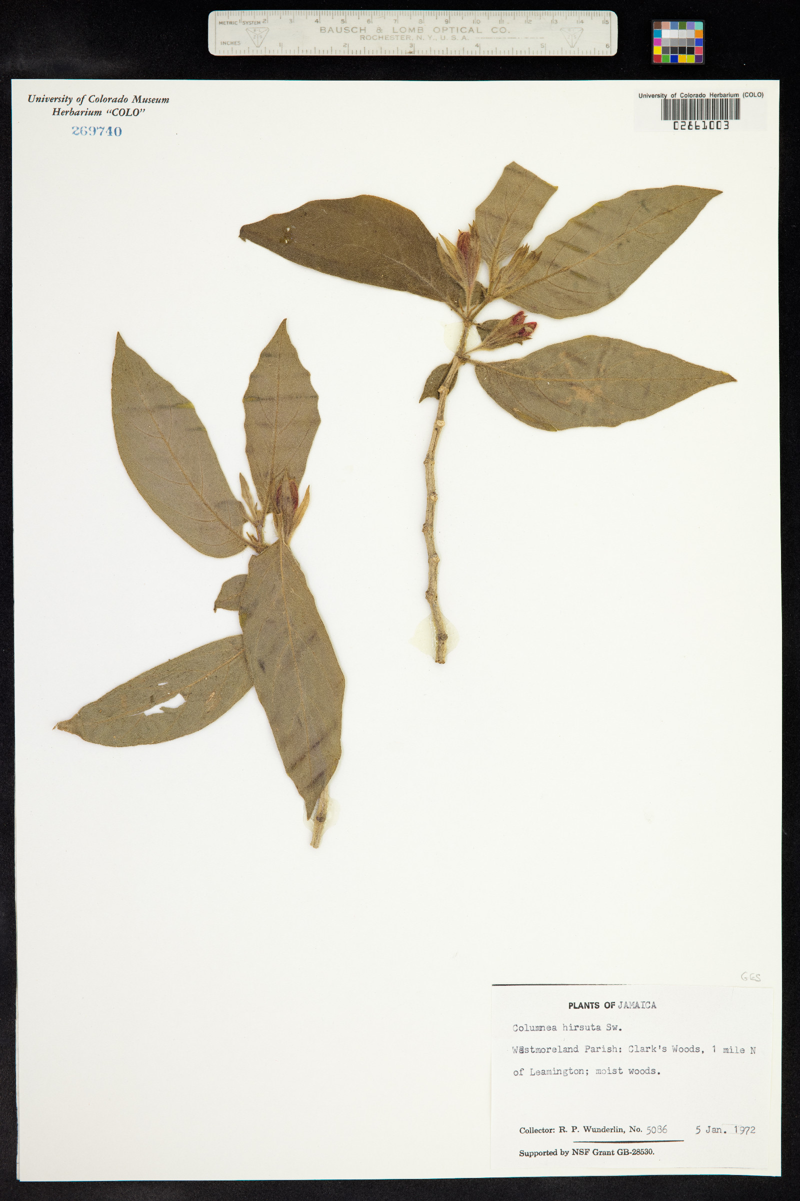 Columnea hirsuta image