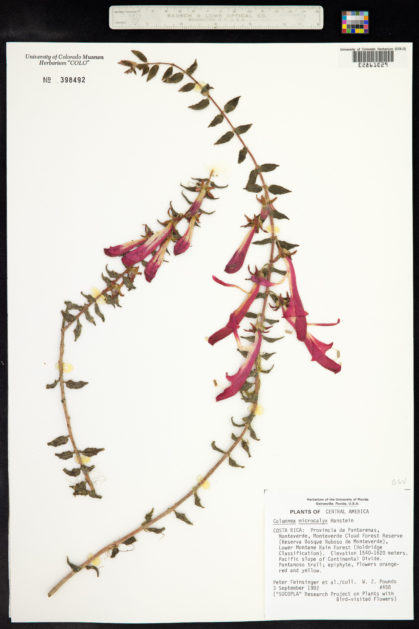 Columnea microcalyx image