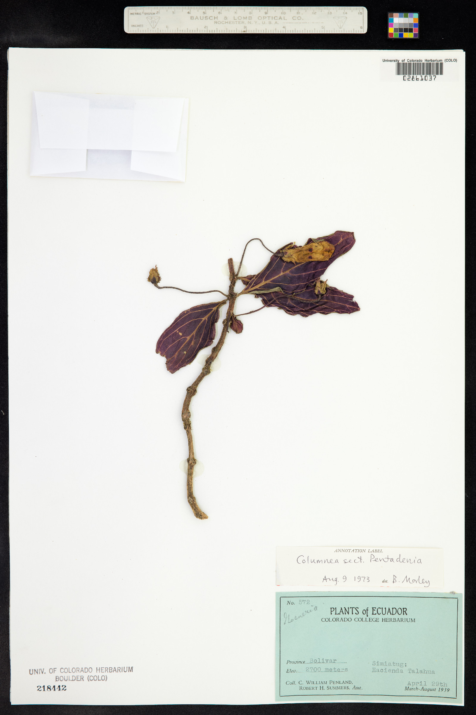 Columnea pendula image