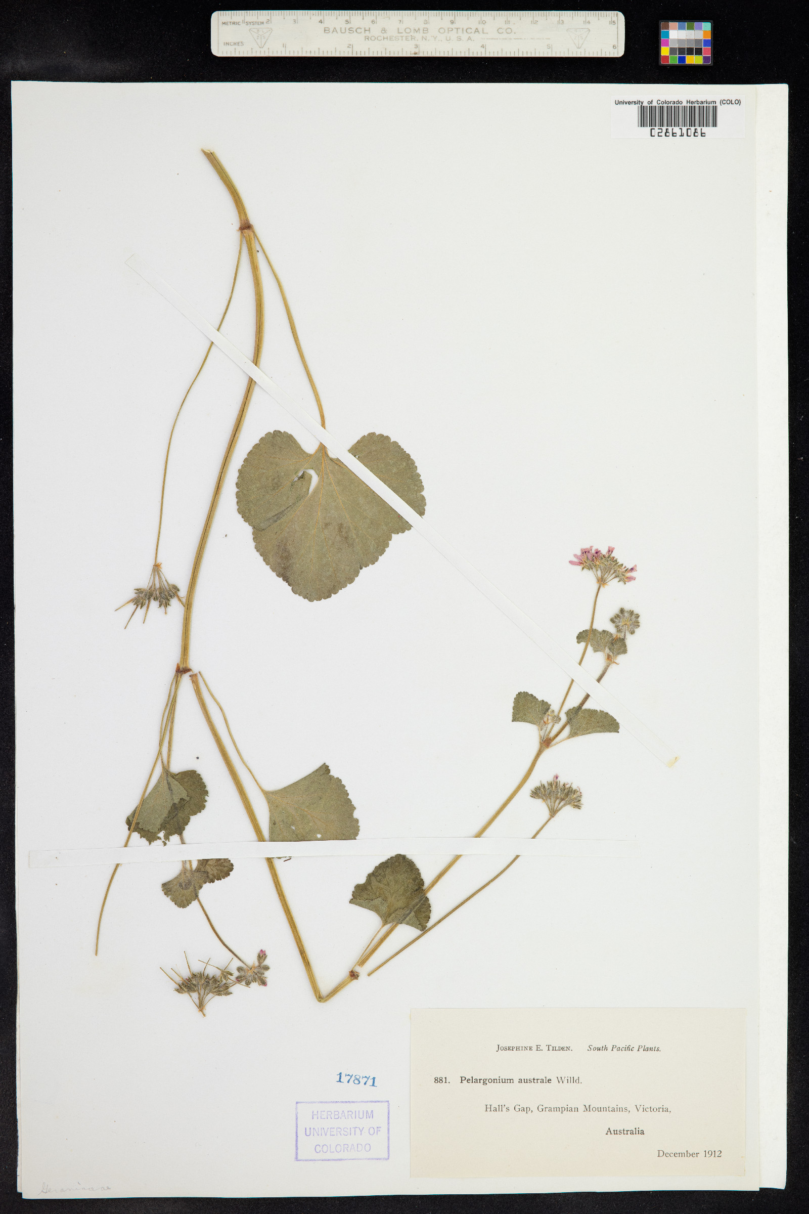 Pelargonium australe image