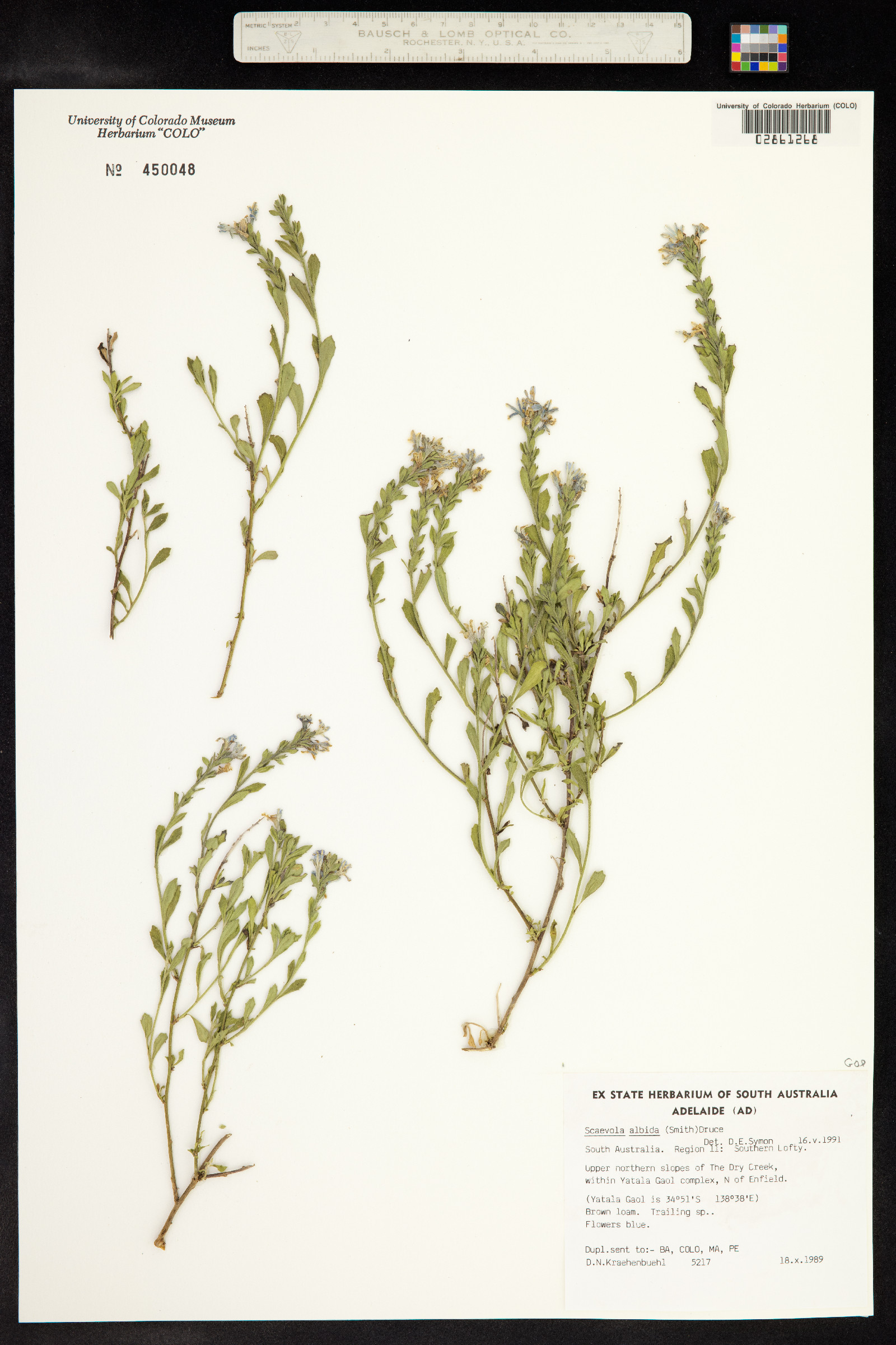 Scaevola albida image