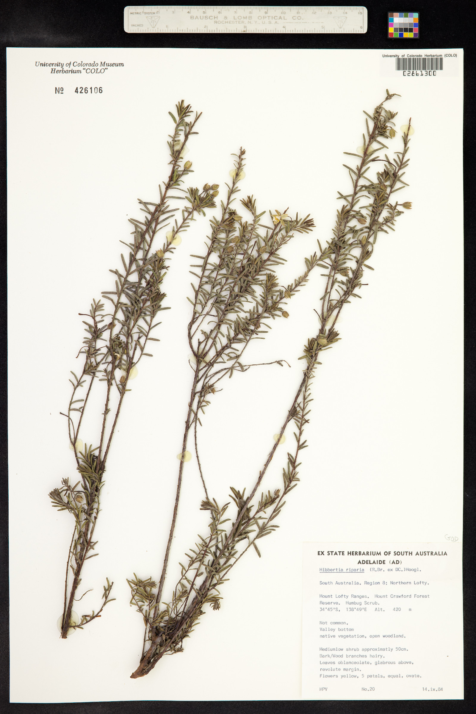 Hibbertia riparia image