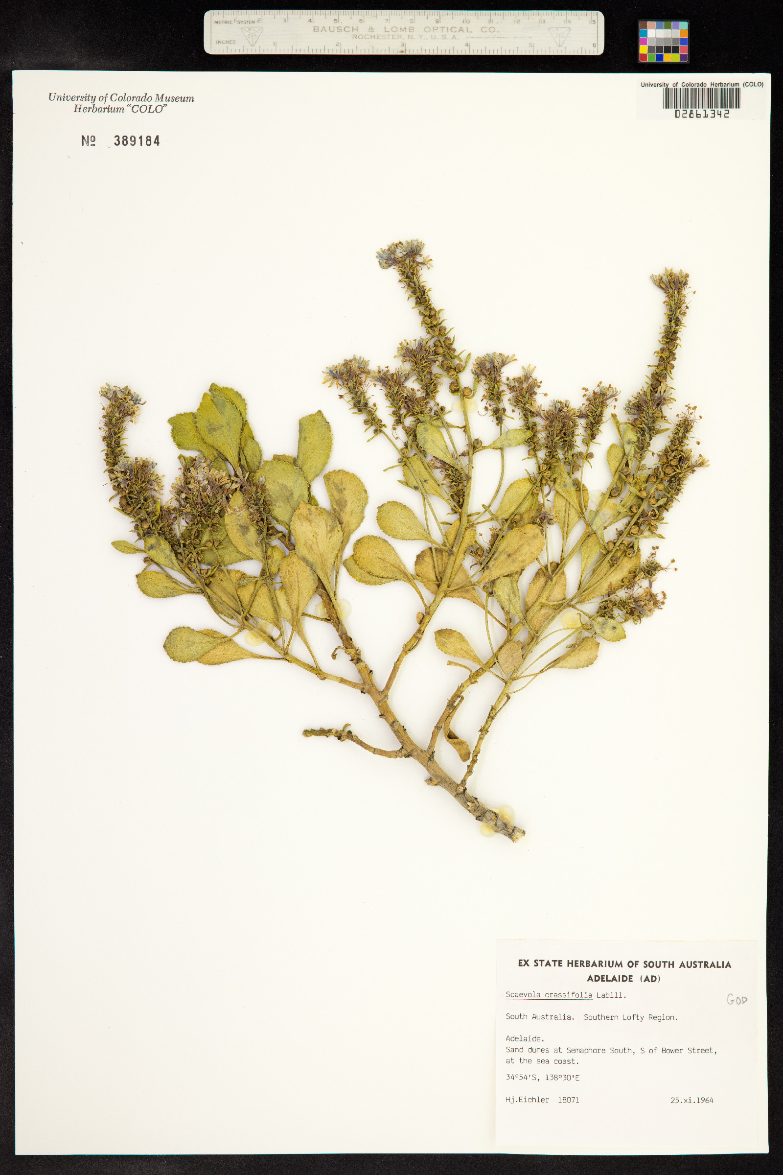 Scaevola crassifolia image