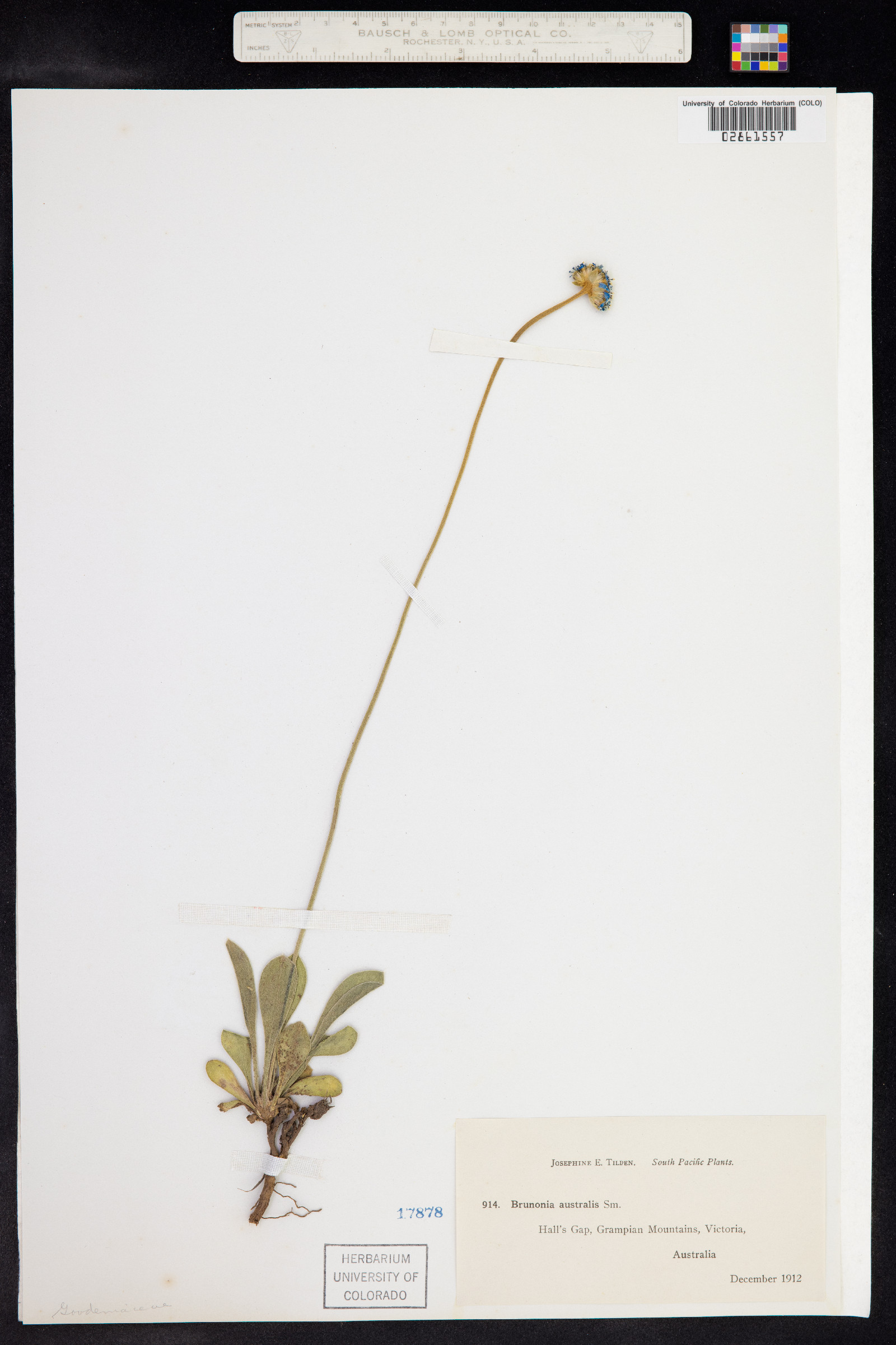 Brunonia australis image
