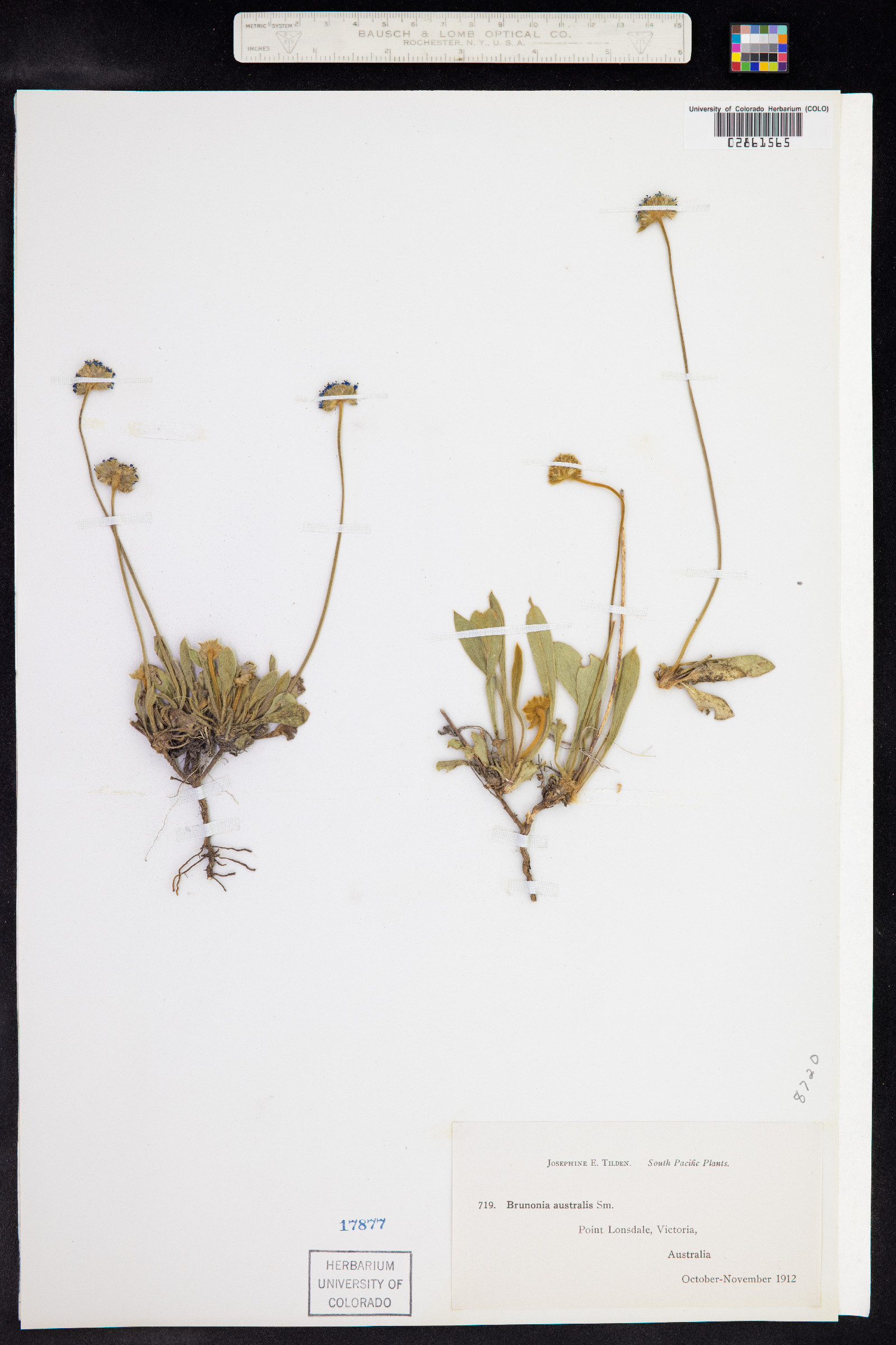 Brunonia australis image