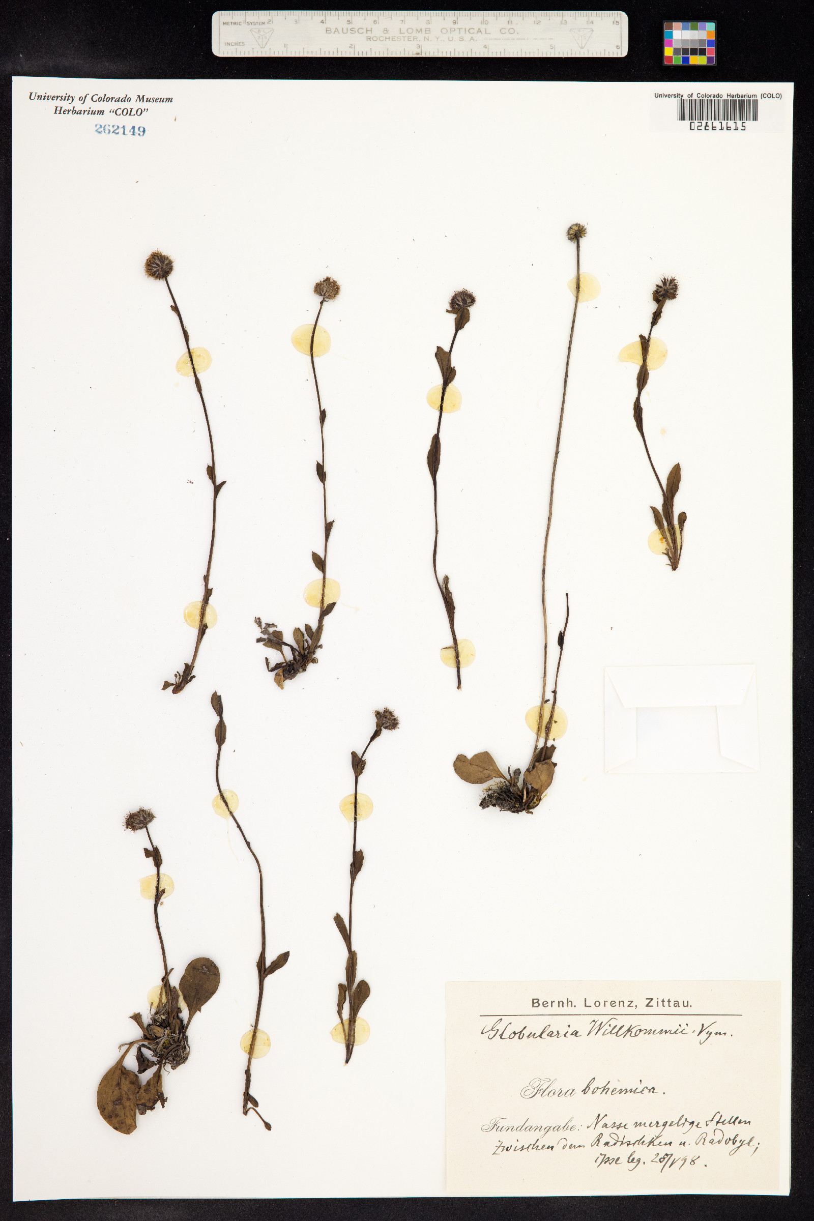 Globularia bisnagarica image