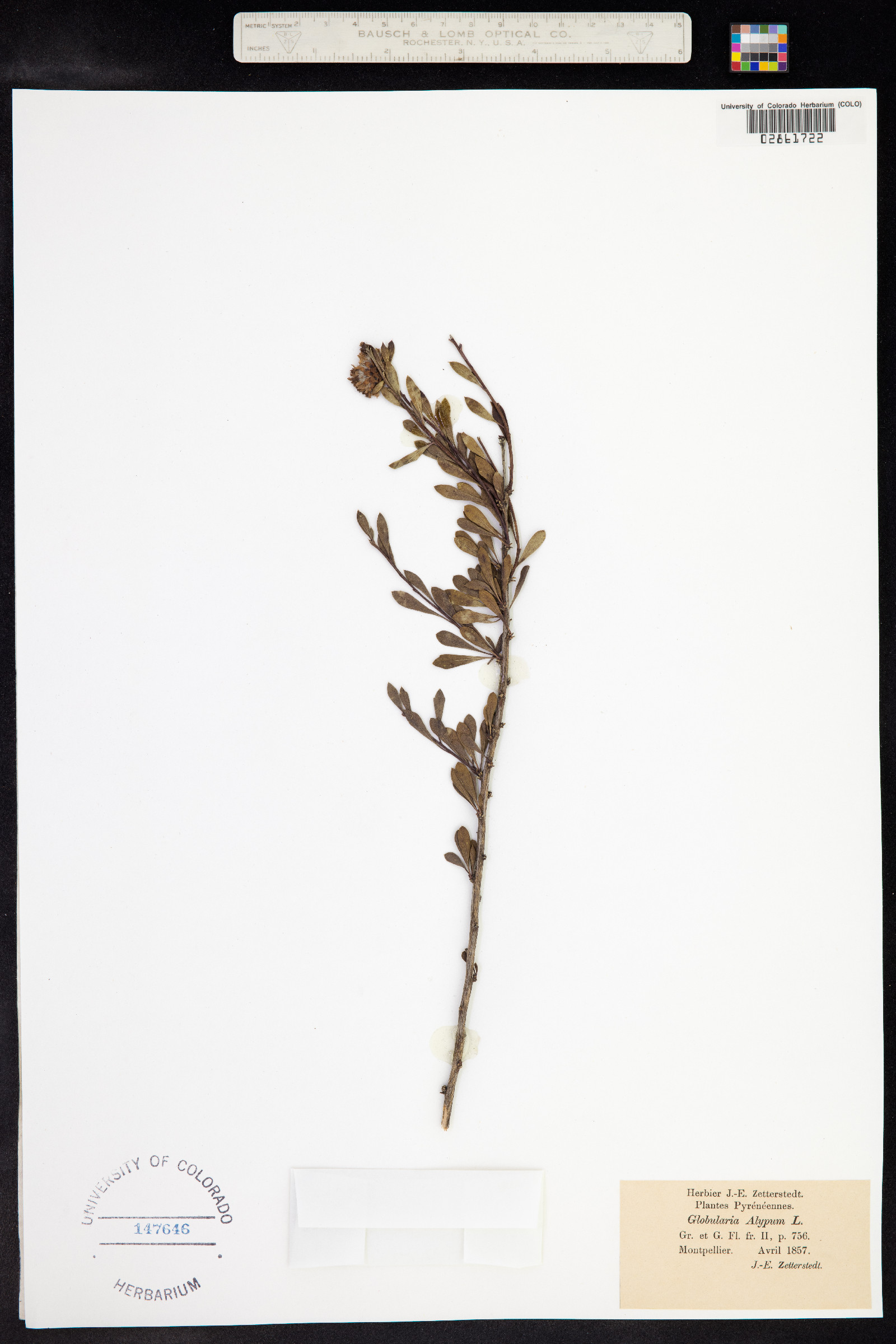 Globularia alypum image