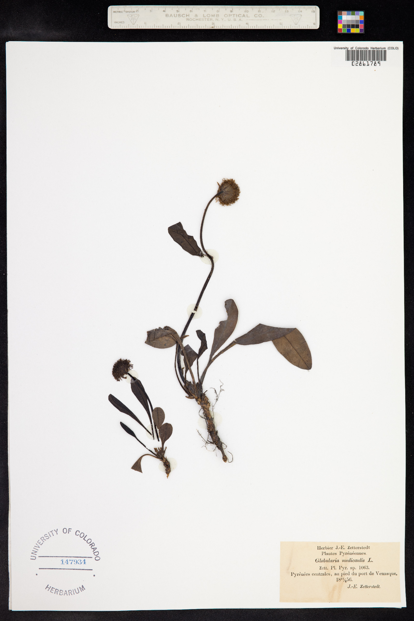 Globularia nudicaulis image