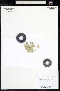 Linanthus demissus image